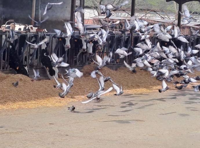 Piano di contenimento dei piccioni: creano danni all'agricoltura e al patrimonio storico e sono portatori di patologie
